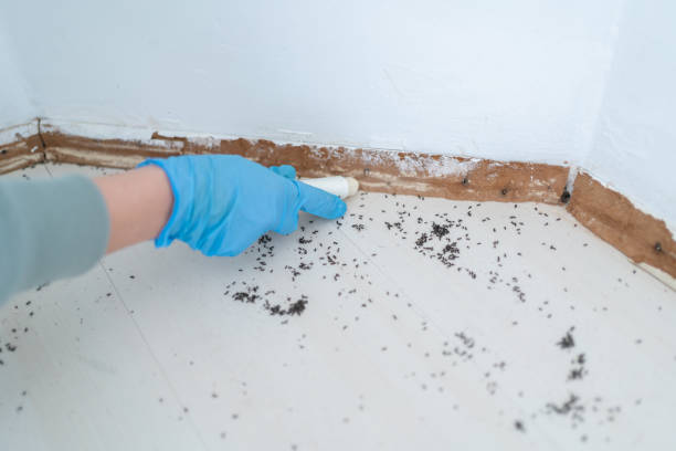 Best Ant Control Services  in Tangerine, FL