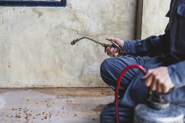 Wasp Removal Services in Tangerine, FL